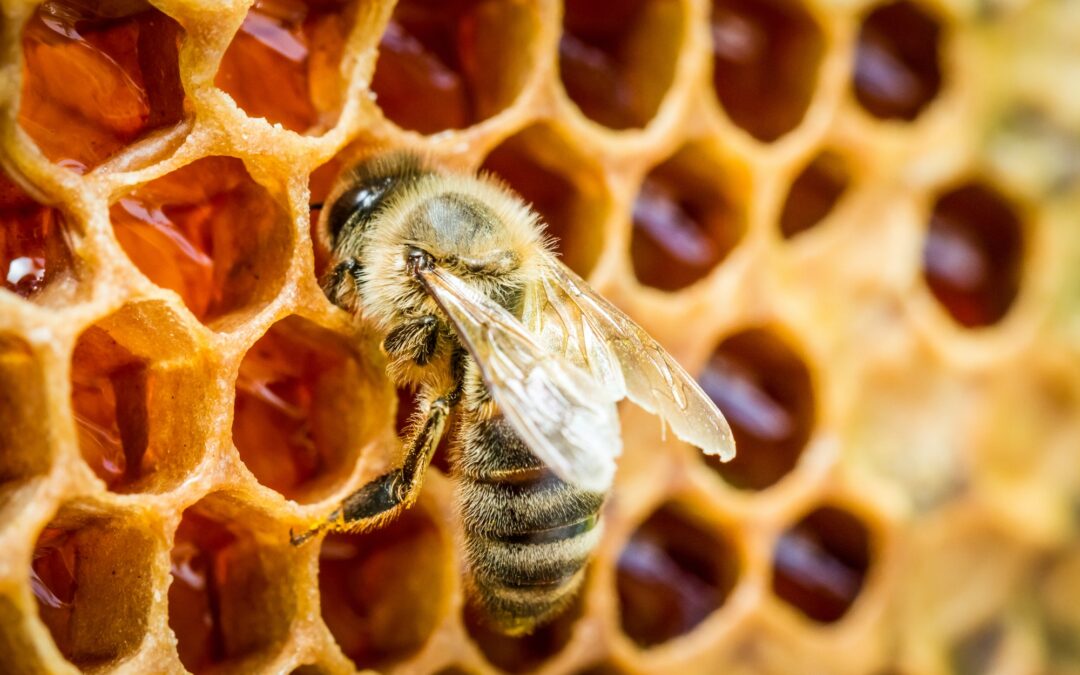 La préservation des ruches à Annecy : une question toujours d’actualité ?